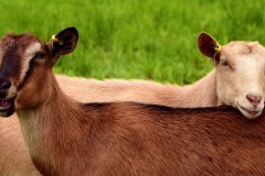 105777-goats_young_pasture_meadow_brown_white_brown-goat