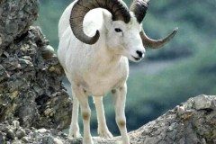 846573_wild-goat-wallpaper_1920x1080_h