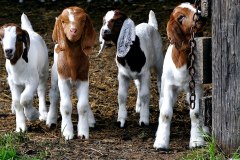 Baby Goat Wallpaper