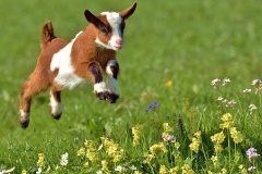 Baby-Goats-Wallpaper-5-1024x640