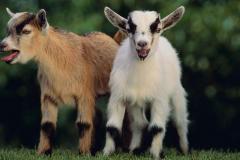 Goat-Wallpapers-Wallpaper-Cave.jpg