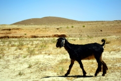 The-Goat-2560x1600