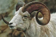 billy goat desktop wallpaper