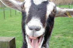 funny-goat-wallpaper-1