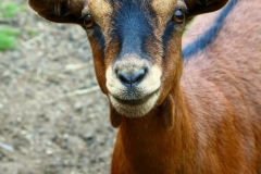 goat-animal-farm-meadow