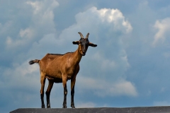 goat-nature-horns-domestic-goat
