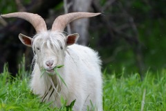 goat-wallpaper-1