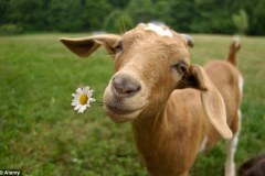 goat-wallpaper-10