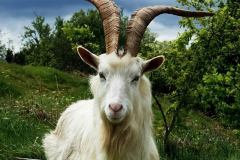 goat-wallpaper-2