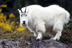 goat-wallpaper-4
