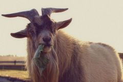 goat_grass_food_116321_938x1668