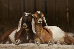 goats-25686-1920x1080