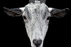 horns-goat-head-eyes