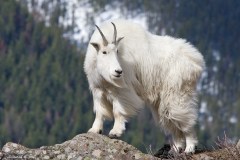 mountain-goat-1