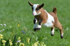 o-GOATS-facebook-660x330
