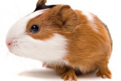 guinea-pig2