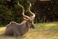 africa-horn-kudu-antelope