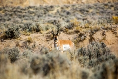 animal-antelope-wildlife-pronghorn