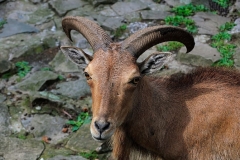 animal-horns-nature-buck