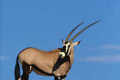 antelope-animals-africa-nature-grass-wallpaper-preview