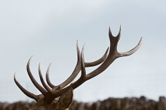 antler-rack-deer-animal