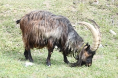 billy-goat-nature-goat-buck-creature