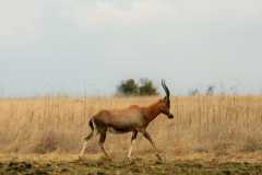 blesbok-antelope-animal-game-wallpaper-preview