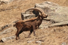 capricorn-alpine-animal-alpine-ibex