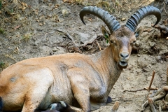 capricorn-animal-nature-horns