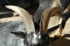 goat-billy-goat-horns-animal
