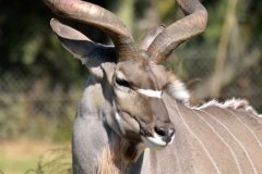 greater-kudu-wildlife-africa-animal