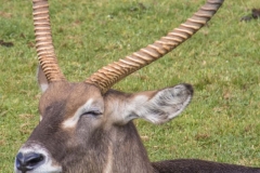 horns-cabarceno-animal-zoo