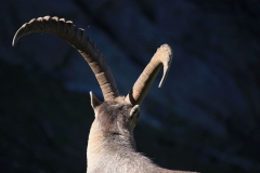 ibex-horns-animal-wild-animal