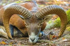 sheep-ram-mouflon-horns
