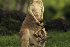 Young-kangaroo-baby-animals-wallpaper-800x1168