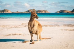 australia-kangaroo-sand
