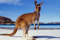 kangaroo-2
