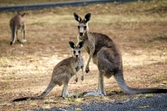 kangaroo-australia-nature-marsupial