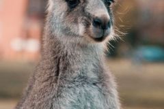 kangaroo_ears_look_122116_938x1668