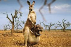 kangaroos-hippos-platinum-conception-s-photoshop-wallpaper-preview