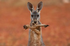 kenguru-kangaroo-avstraliya