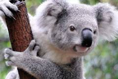 316525-animals-koalas-mammals-748x421