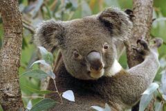 Australia-Koala1