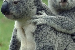 Koala-Bear_iphone_320x480