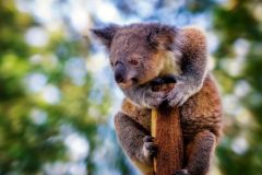 Koala-Wallpaper-for-Laptop