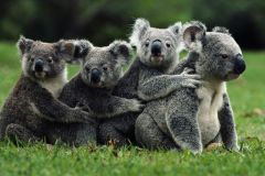 animals-Australia-Koala1