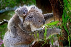 baby-eucalyptus-koala-tree-wallpaper-115551676050fsmyffdyt