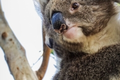 gray-koala-bear-on-tree