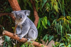 koala-priroda-derevia-vetki-zelen-listva