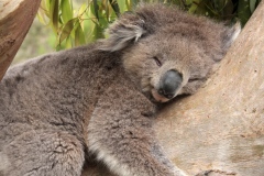 koala-sleeping-wallpaper-pictures-50907-52601-hd-wallpapers